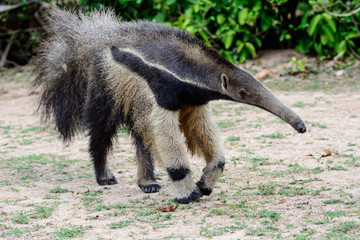 Giant anteater approaching
