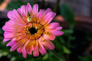 Obraz premium gerbera daisy close up macro texture.