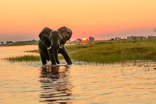 African elephant bathing in the Chobe river at dusk 