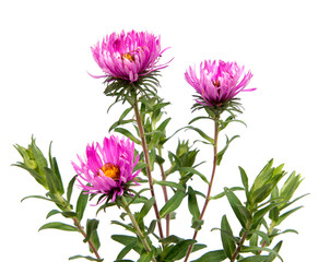 Colorful aster flowers isolated on white background