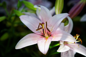 Fototapeta na wymiar Burst of pink garden lilies on the dark green background. Selective focus.