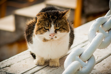 Portrait of an old big brown and white  homeless cat looking ill and misreable 