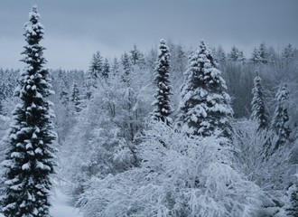 Fototapeta na wymiar winterwald