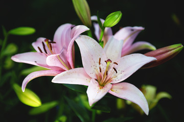 Burst of pink garden lilies on the dark green background. Selective focus.