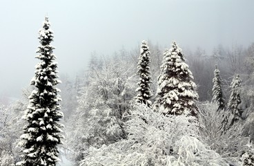 winterlandschaft