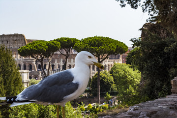 Gull on the outlook with Colosseum. Seagull watching Rome with Colosseum. Bird in the Roman Forum, the historic city center, Roma, Italy.