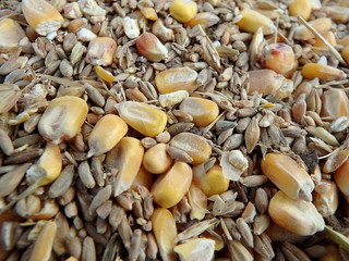 Mixture of cereals, Corn, wheat, rye - natural background, 
