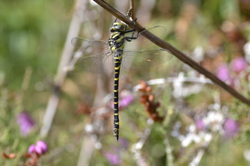 dragonfly rest in a branch