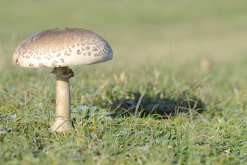 mushroom in field
