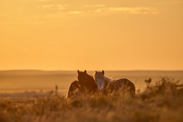 Horses graze on pasture at sunset.   The horse (Equus ferus caballus) is one of two extant...