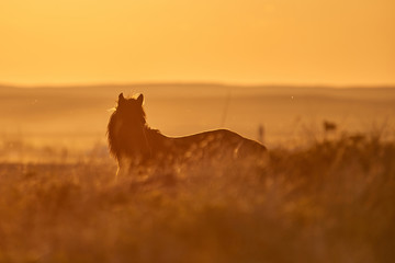 Horses graze on pasture at sunset.   The horse (Equus ferus caballus) is one of two extant...