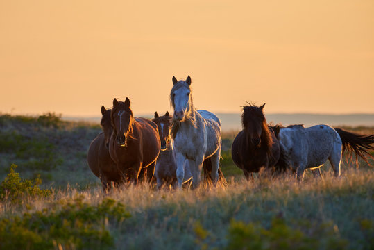Horses graze on pasture at sunset.   The horse (Equus ferus caballus) is one of two extant subspecies of Equus ferus. It is an odd-toed ungulate mammal belonging to the taxonomic family Equidae.
