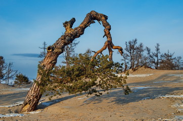 Russia. Baikal Lake, Relict pine trees on the Olkhon island.