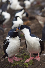 Pair of Imperial Shag (Phalacrocorax atriceps albiventer) engaged in a courtship ritual on the cliffs of Saunders Islands in the Falkland Islands.