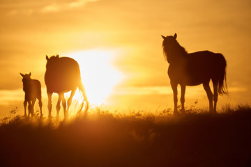 Horses graze on pasture at sunset.   The horse (Equus ferus caballus) is one of two extant...