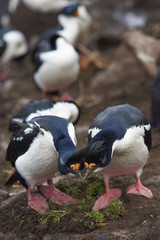 Pair of Imperial Shag (Phalacrocorax atriceps albiventer) engaged in a courtship ritual on the cliffs of Saunders Islands in the Falkland Islands.