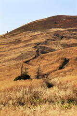Fototapeta premium Grassy meadow slopes of the Polonina Carynska hill in Bieszczady Mountains in South East Poland - Bieszczadzki National Park