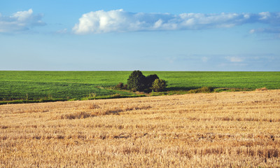 Fototapeta premium Sunny summer landscape with trees lonely growing in fields.Coununtryside.Rural scene.Natural background.