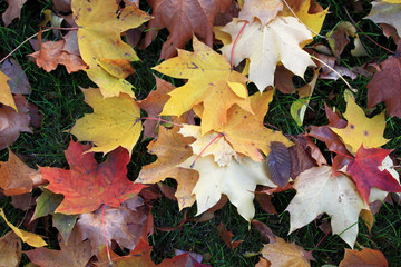 Colorful leaves and tress in autumn season in Mazovia region in Poland