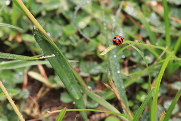ladybug on grass