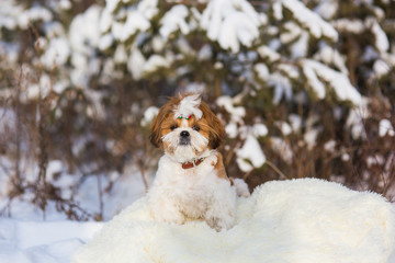 Shih Tzu puppy for a walk in the winter forest