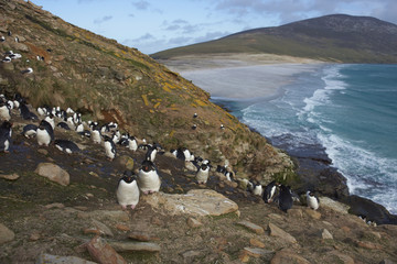 Colony of Rockhopper Penguins (Eudyptes chrysocome) on the cliffs above The Neck on Saunders Island in the Falkland Islands