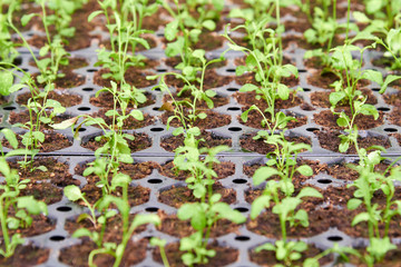 Seedlings for urban flower beds A flower/floral garden is any garden where flowers are grown and displayed.