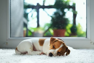 Rolgordijnen Jack russel puppy on white carpet. Small dog sleep in the house © Ivan Kmit