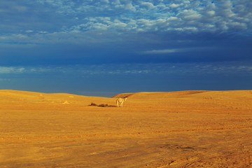 Camel in the Sahara Desert.