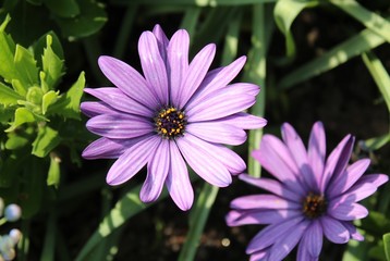 Obraz premium BEAUTIFUL PURPLE DAISIES