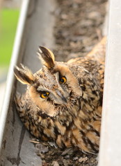 The long-eared owl Asio otus . The long-eared owl female hatches on eggs in gutter
