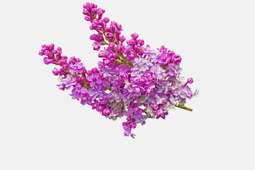 Lilac flower isolated on white background with clipping path - Syringa vulgaris