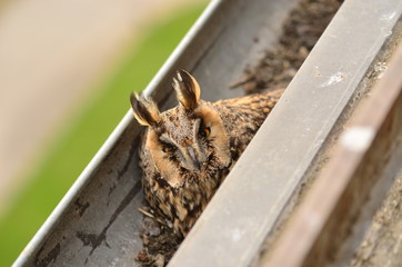 The long-eared owl Asio otus . The long-eared owl female hatches on eggs in gutter