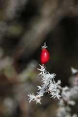 Hagebutte nach einer frostigen Nacht