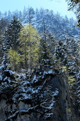 Frisch austreibende Birke in den Bergen mit Wintereinbruch