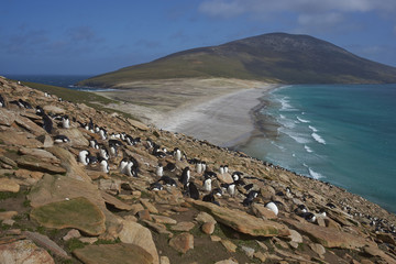 Colony of Rockhopper Penguins (Eudyptes chrysocome) on the cliffs above The Neck on Saunders Island...