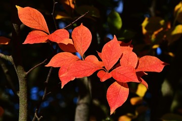 Bright red fall leaves of Christmas berry, also called oriental Photinia, latin name Photinia Villosa