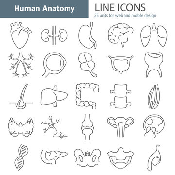 Human anatomy line icons set