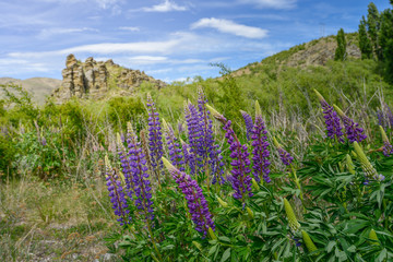 Lupin flower in the valley