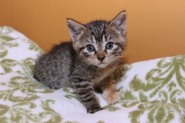 ADORABLE BROWN TABBY KITTEN