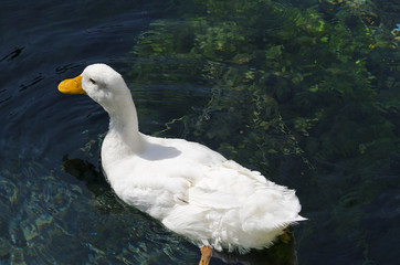 Beautiful Duck swimming in the pond