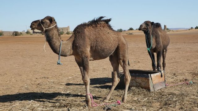 Dromedary walking in Moroccan Sahara desert with sand dunes in the background &ndash; 4K