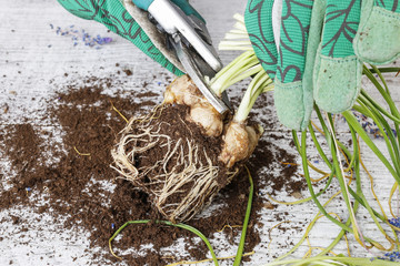 Gardener working with hyacinth and muscari bulbs.