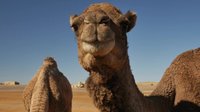 Dromedary lokking into the camera in Moroccan Sahara desert with sand dunes in the background &ndash; 4K
