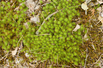 Green stars on the floor