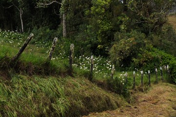 Fototapeta premium Wild white calla lilies in a rural setup
