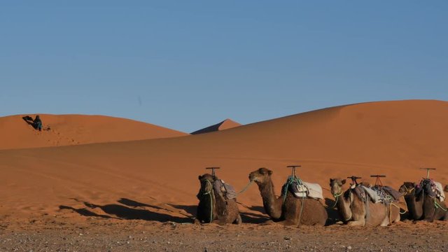 Dromedary resting in Moroccan Sahara desert with sand dunes in the background &ndash; 4K