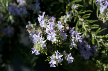ローズマリーの花