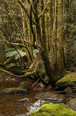 Fototapeta na wymiar Moss on trees at Franklin River Nature Trail in Tasmania 