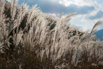 Fototapeta premium ススキ